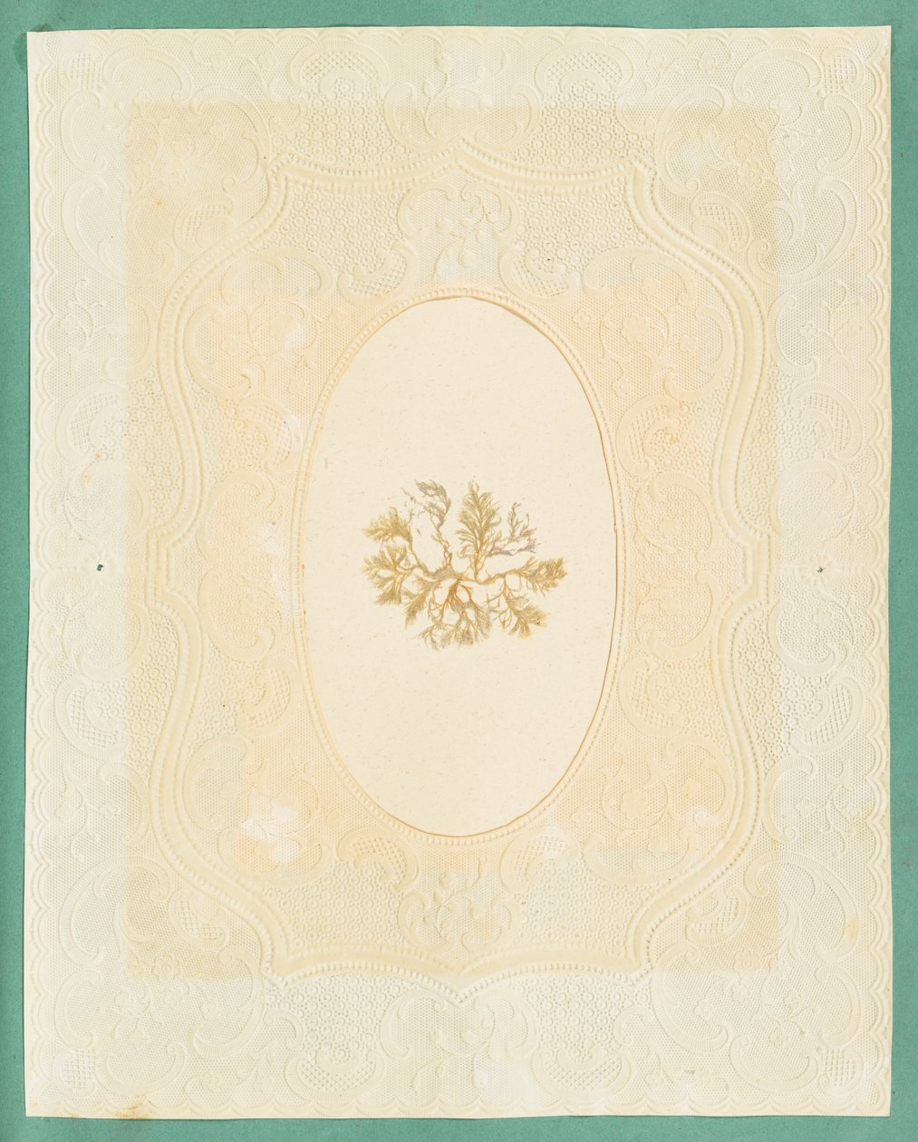 Alghe da Eliza A. Jordson