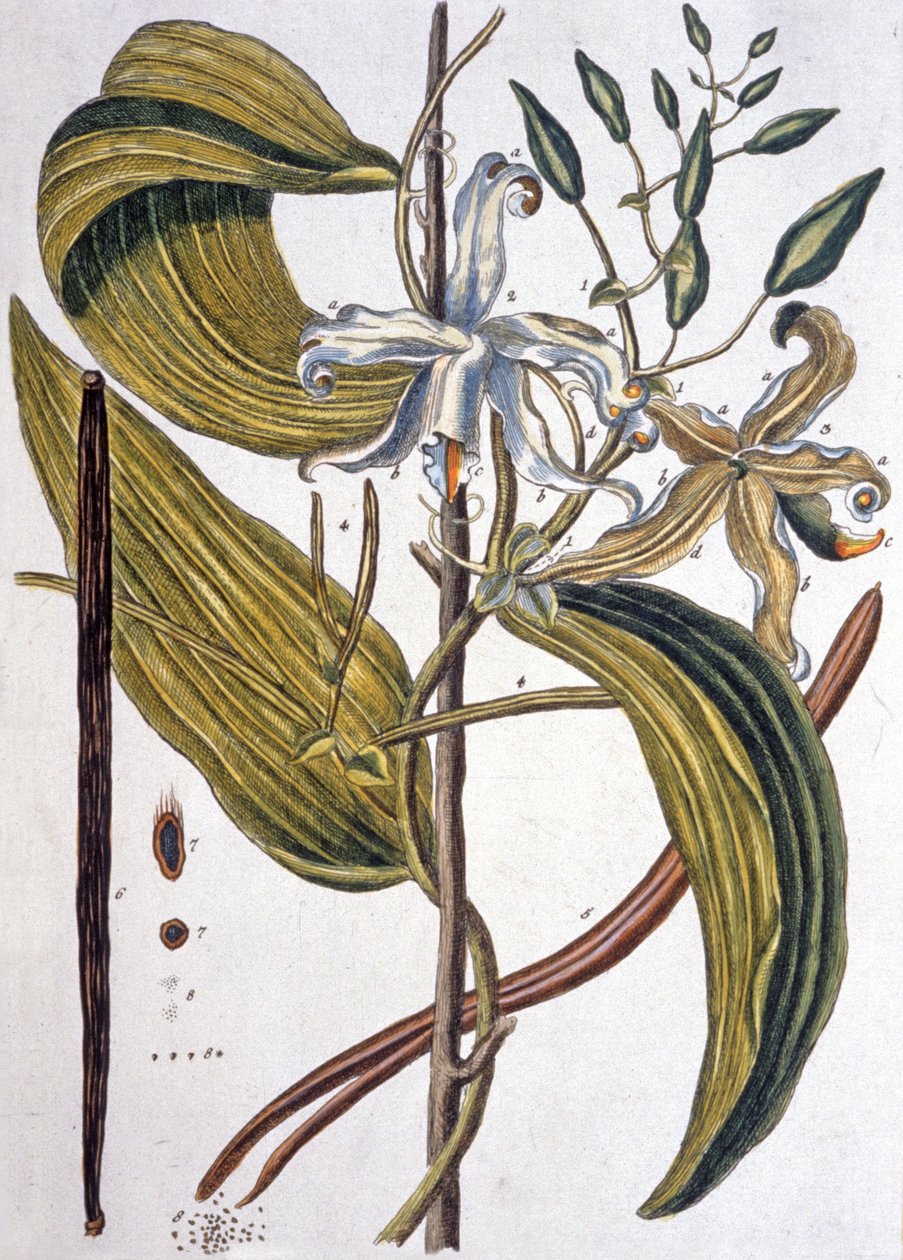 Baccello di vaniglia 1737 da Elizabeth Blackwell