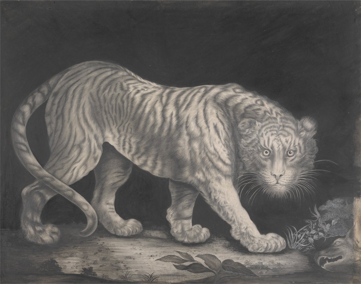 Una tigre in agguato da Elizabeth Pringle