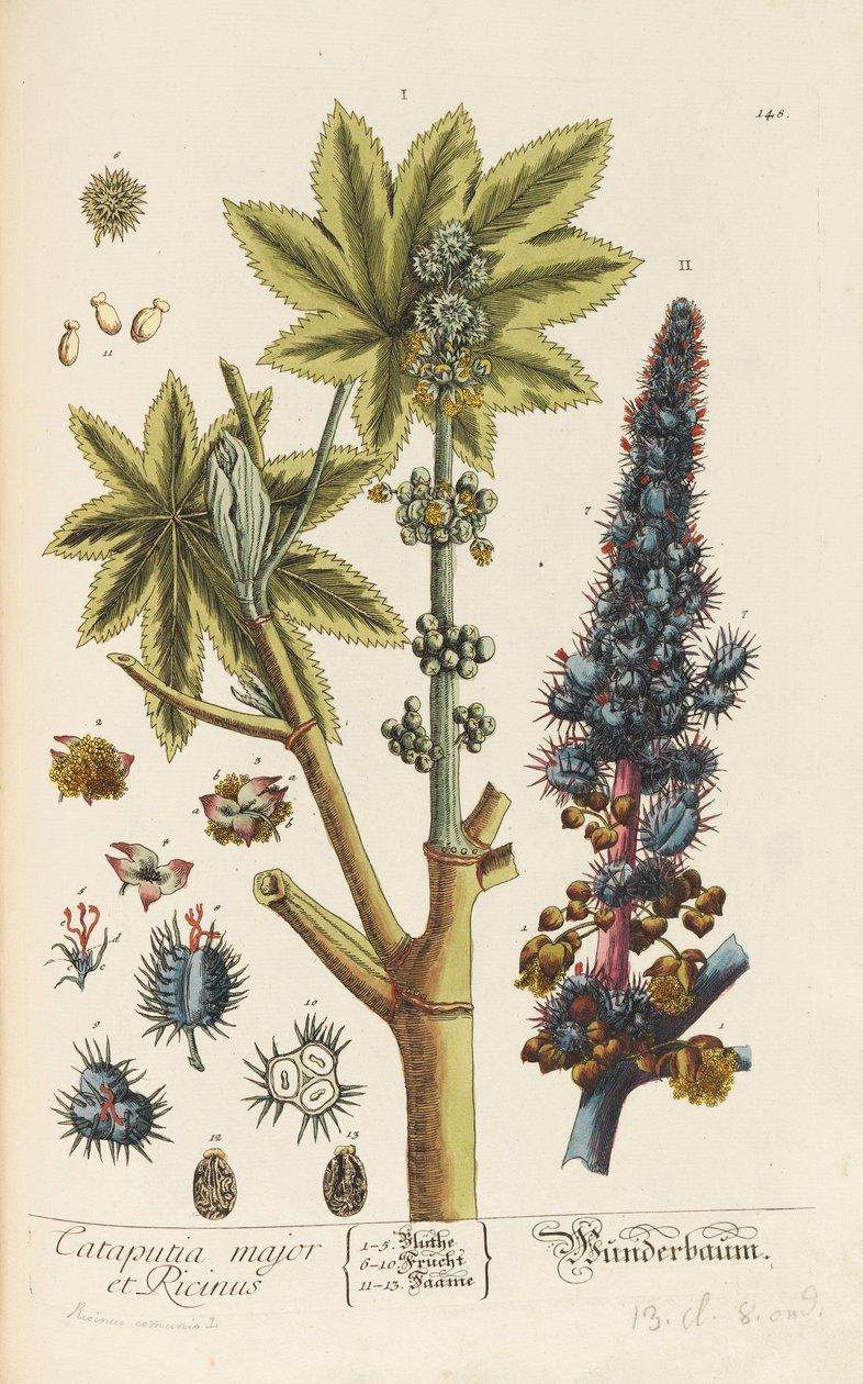 Herbarium Blackwellianum emendatum et auctum, 1754-1773 da Elizabeth Blachrie Blackwell