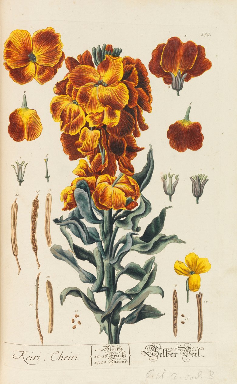 Herbarium Blackwellianum emendatum et auctum, 1754-1773 da Elizabeth Blachrie Blackwell