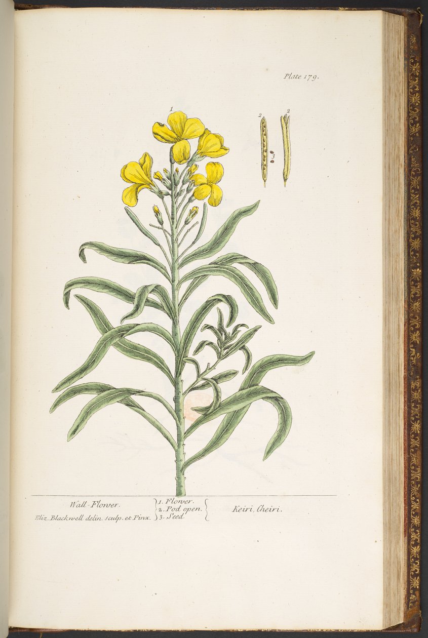 Tavola 179, da 