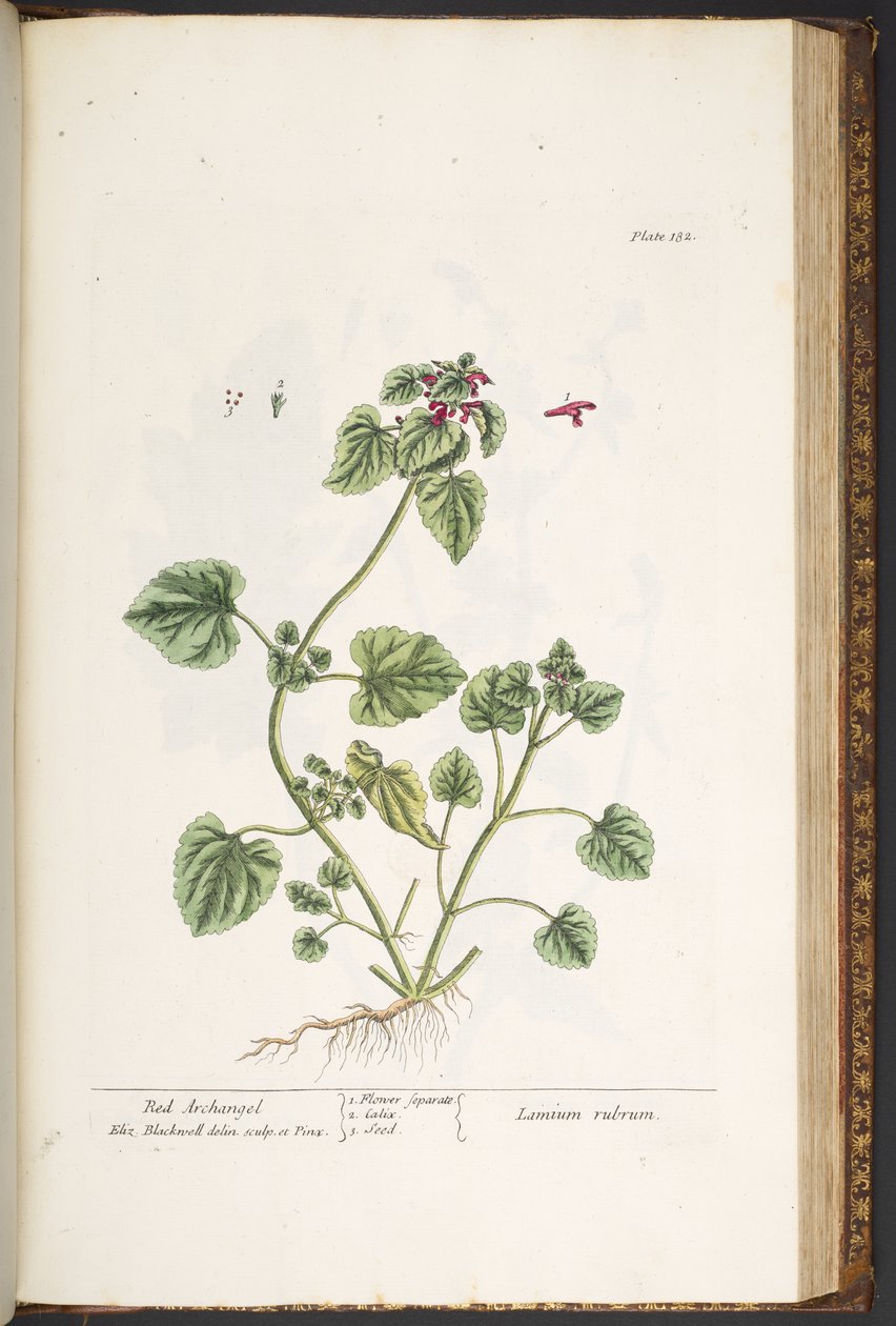 Tavola 182, da 