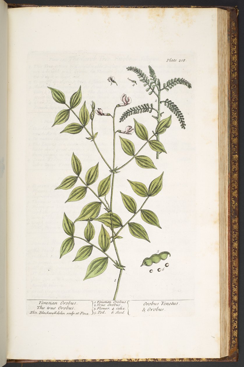 Tavola 208, da 