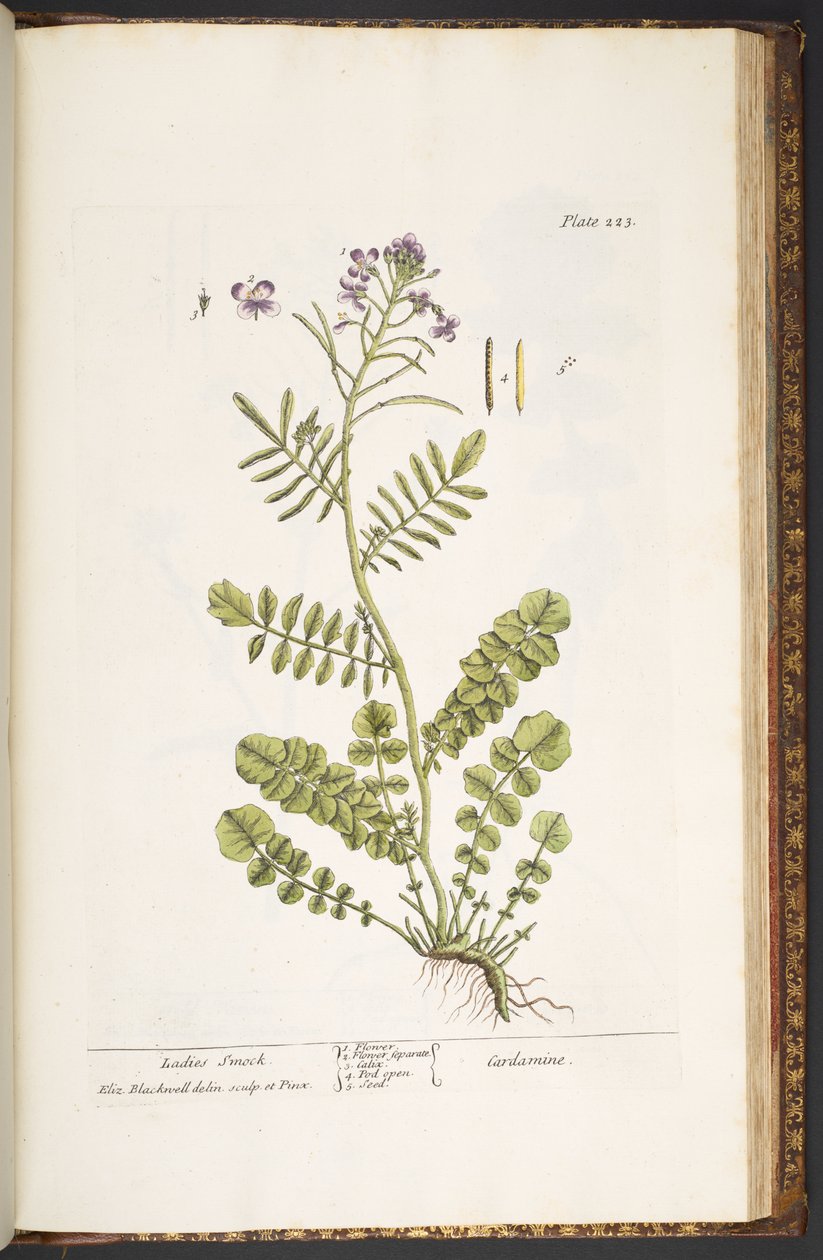 Tavola 223, da 