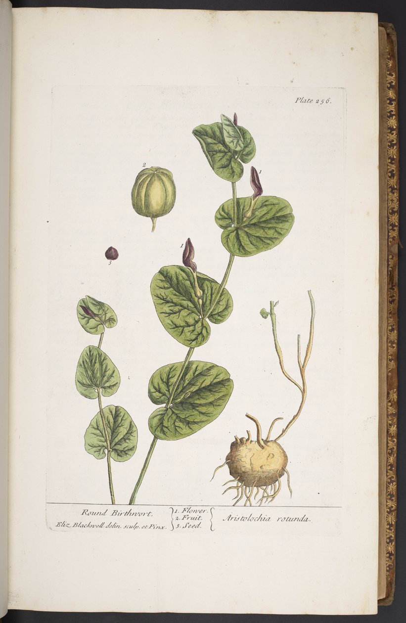 Tavola 256, da 