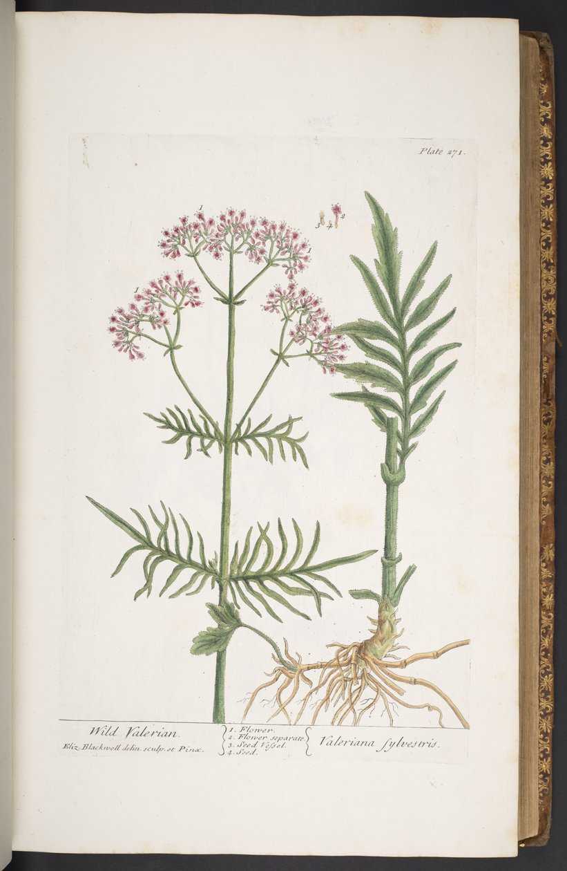 Tavola 271, da 