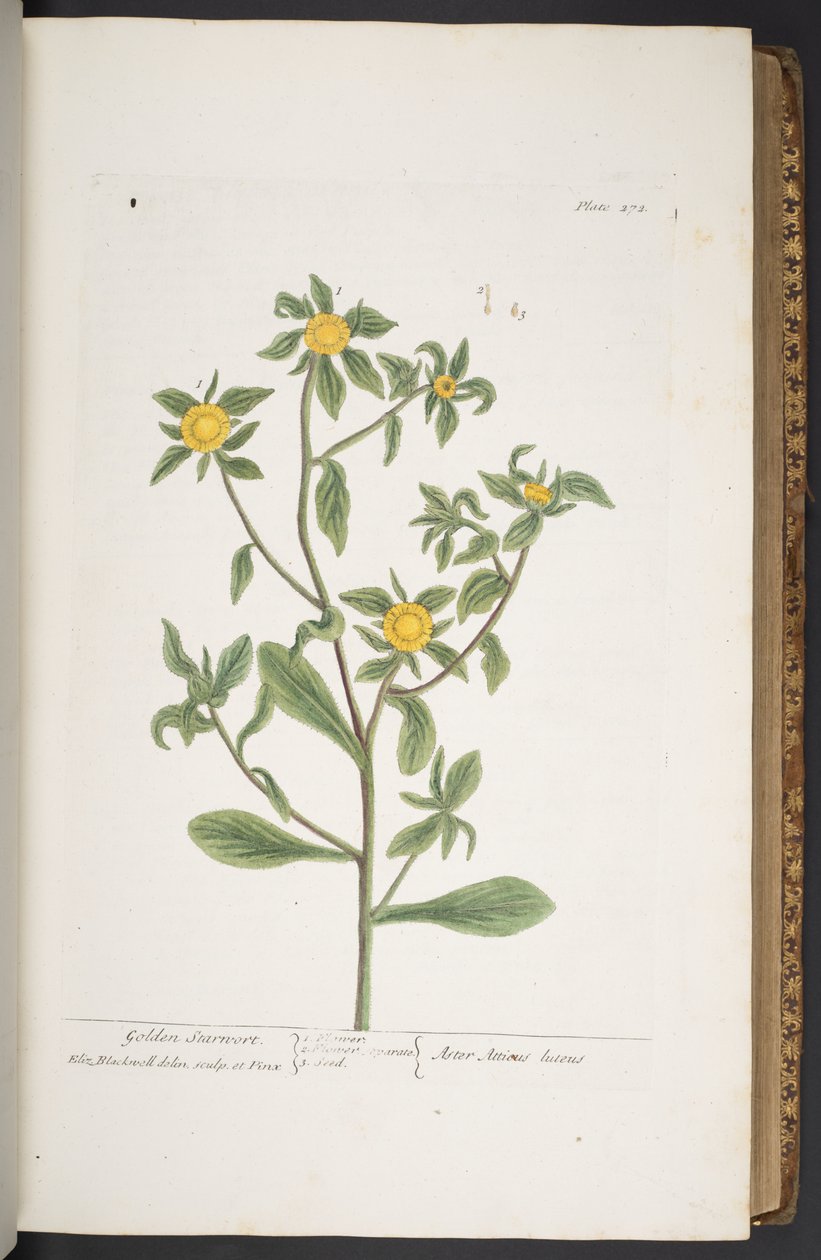Tavola 272, da 