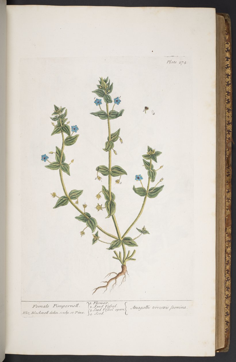 Tavola 274, da 
