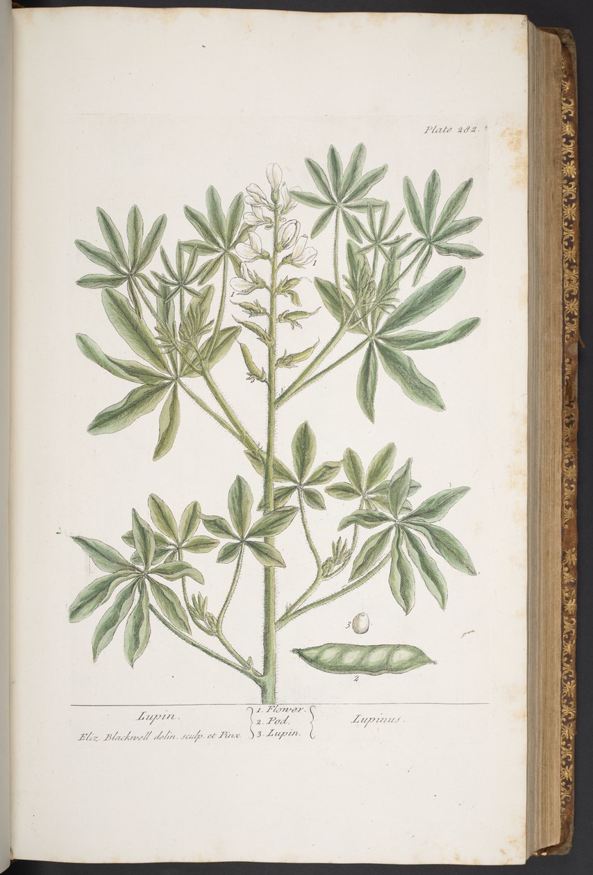 Tavola 282, da 