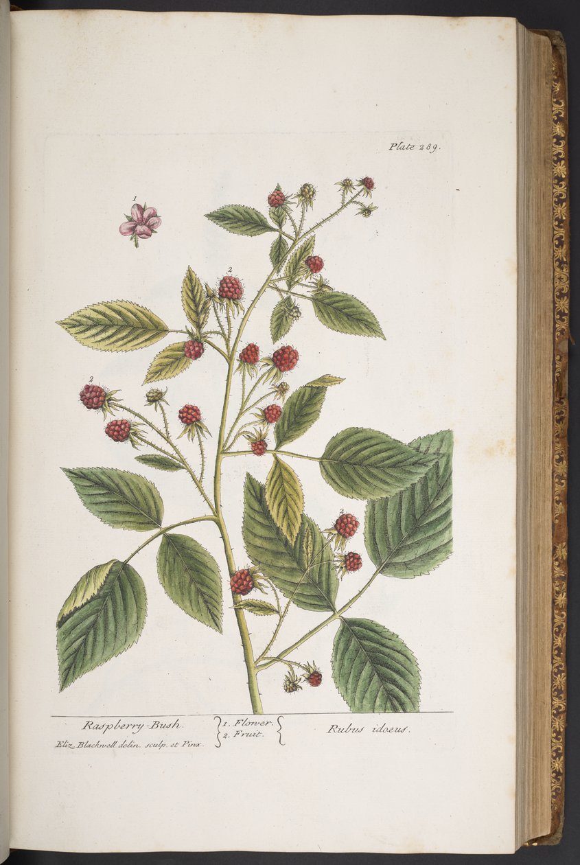 Tavola 289, da 