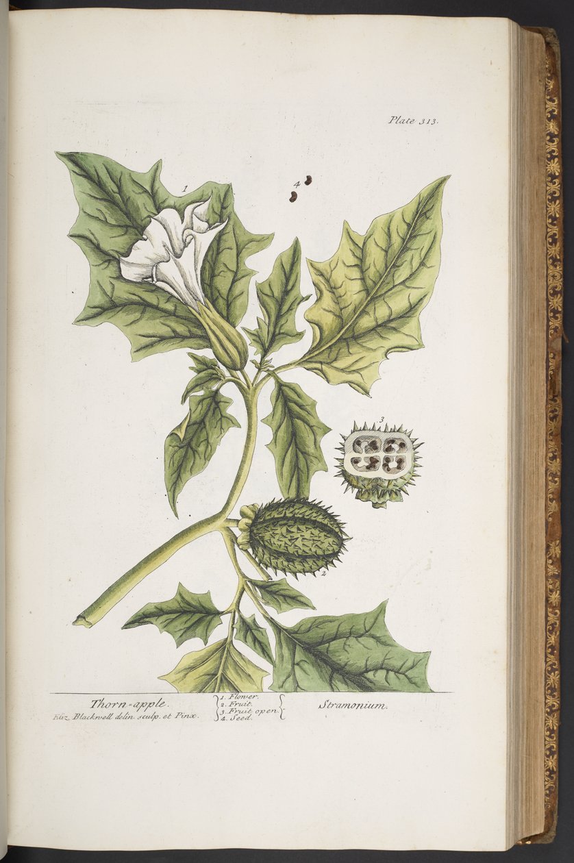 Tavola 313, da 