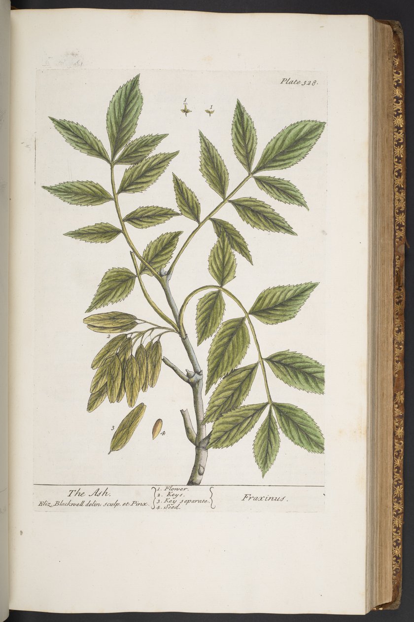 Tavola 328, da 