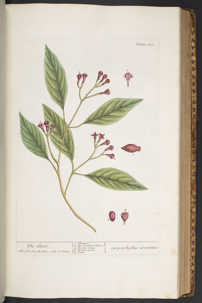 Tavola 338, da 