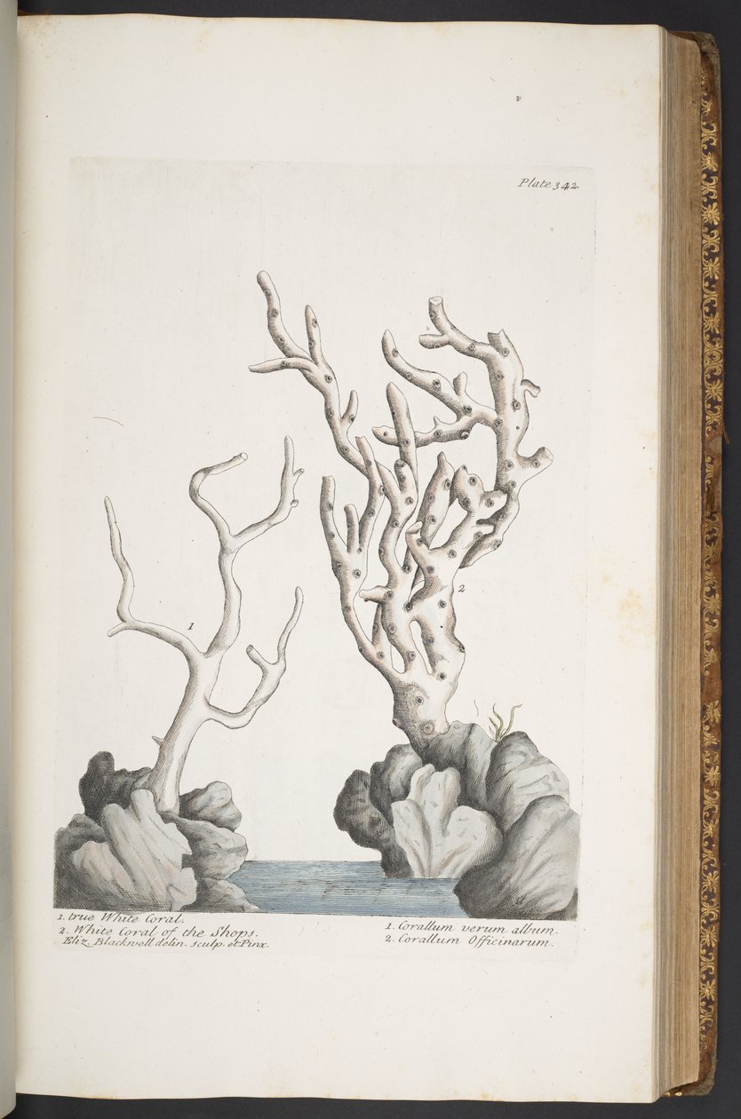 Tavola 342, da 