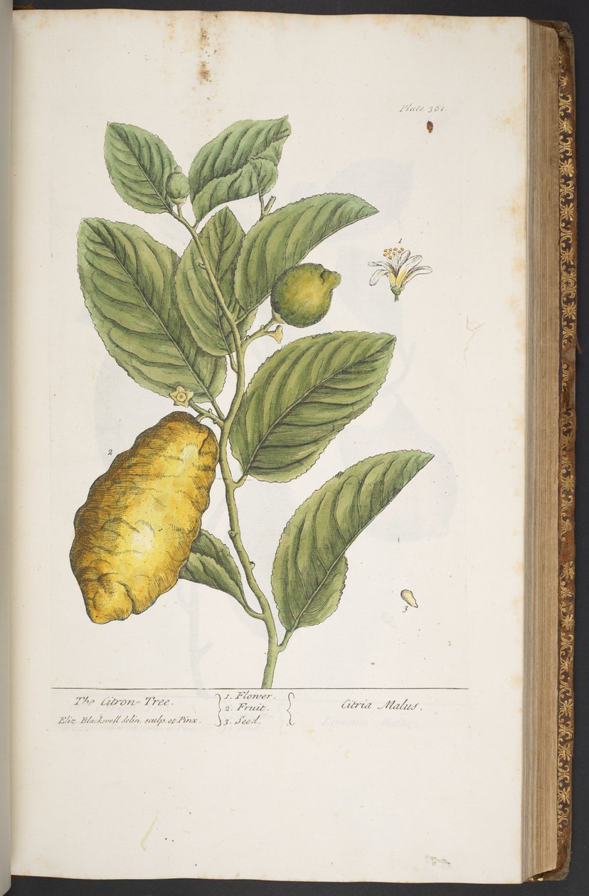 Tavola 361, da 