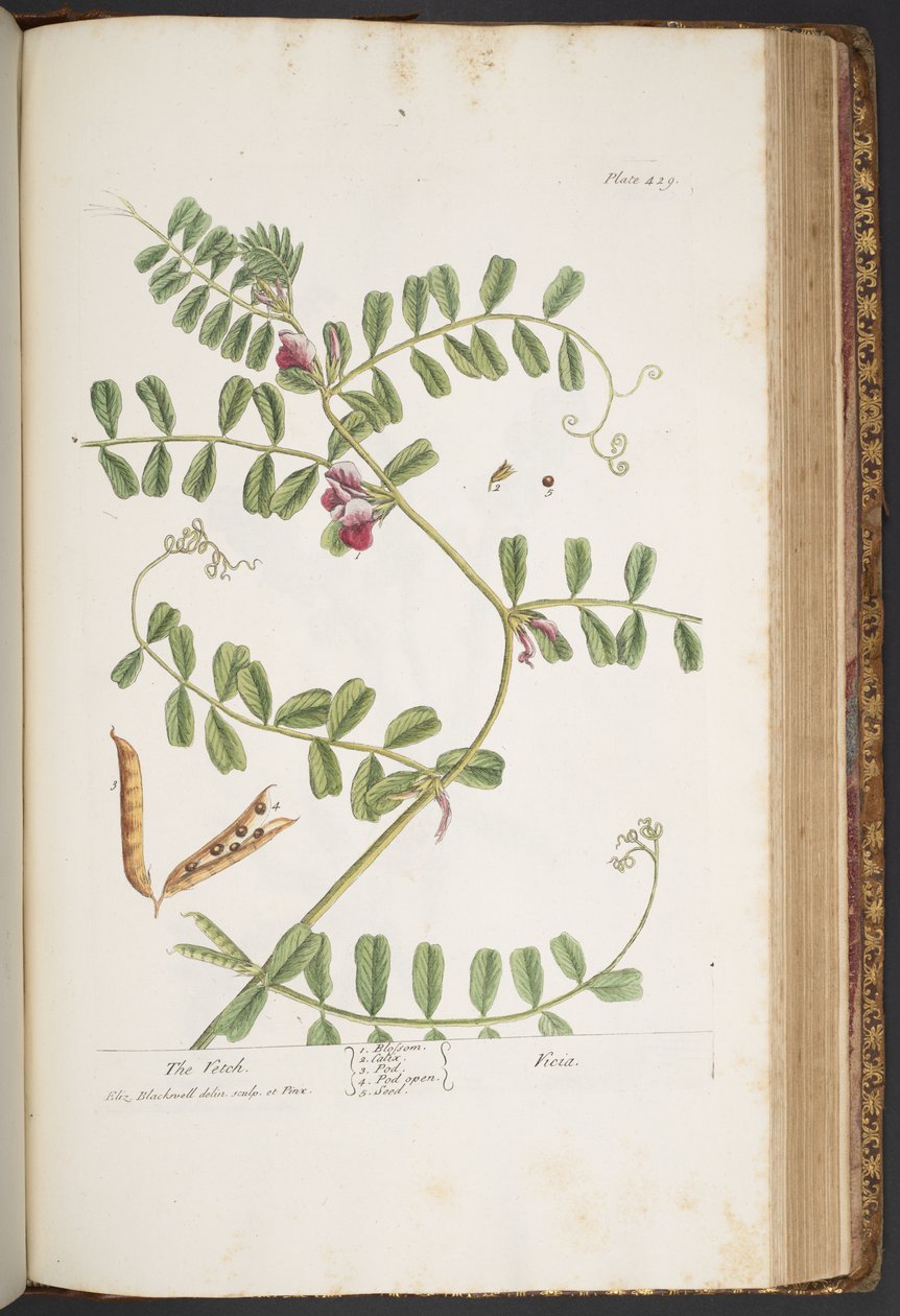 Tavola 429, da 