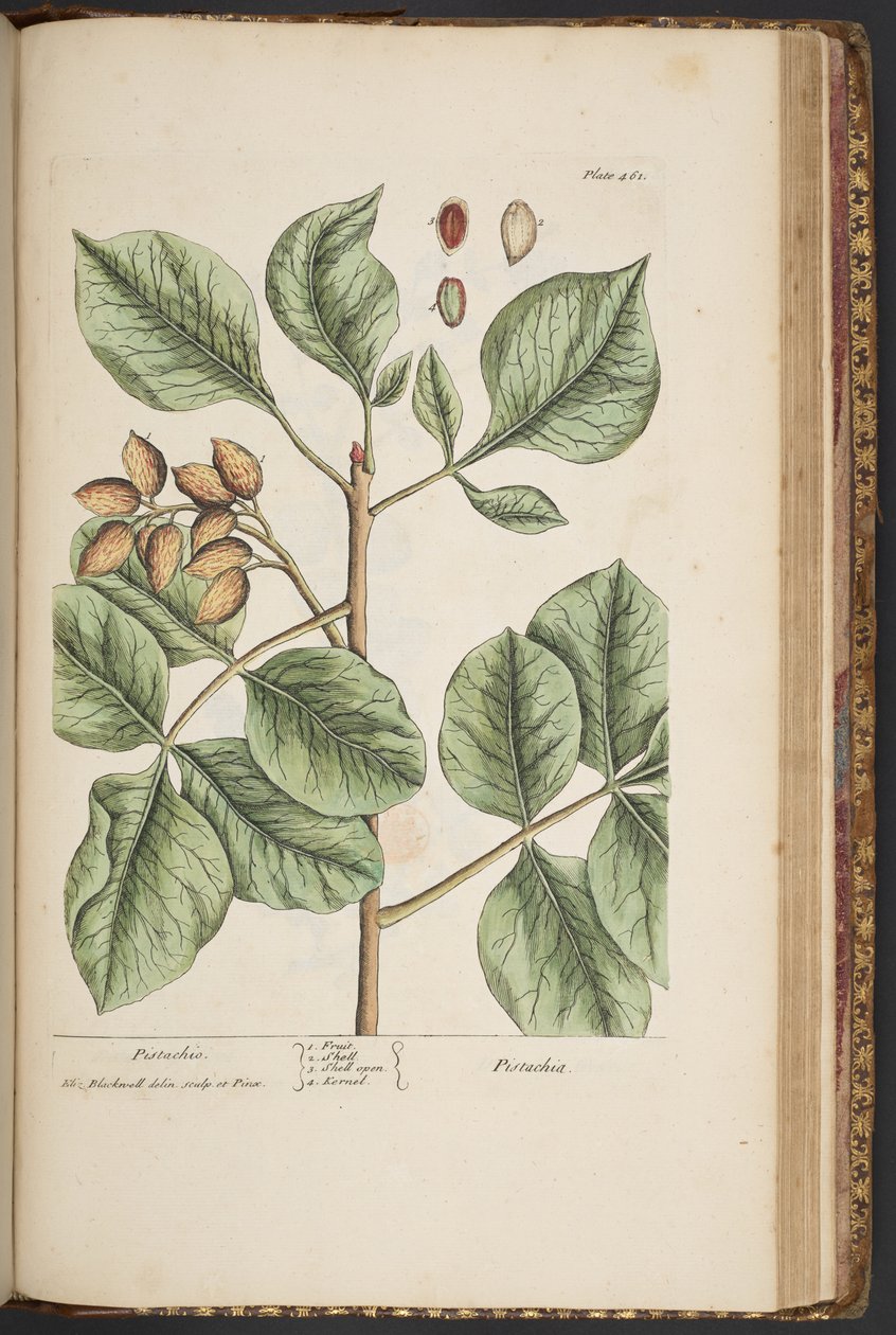 Tavola 461, da 