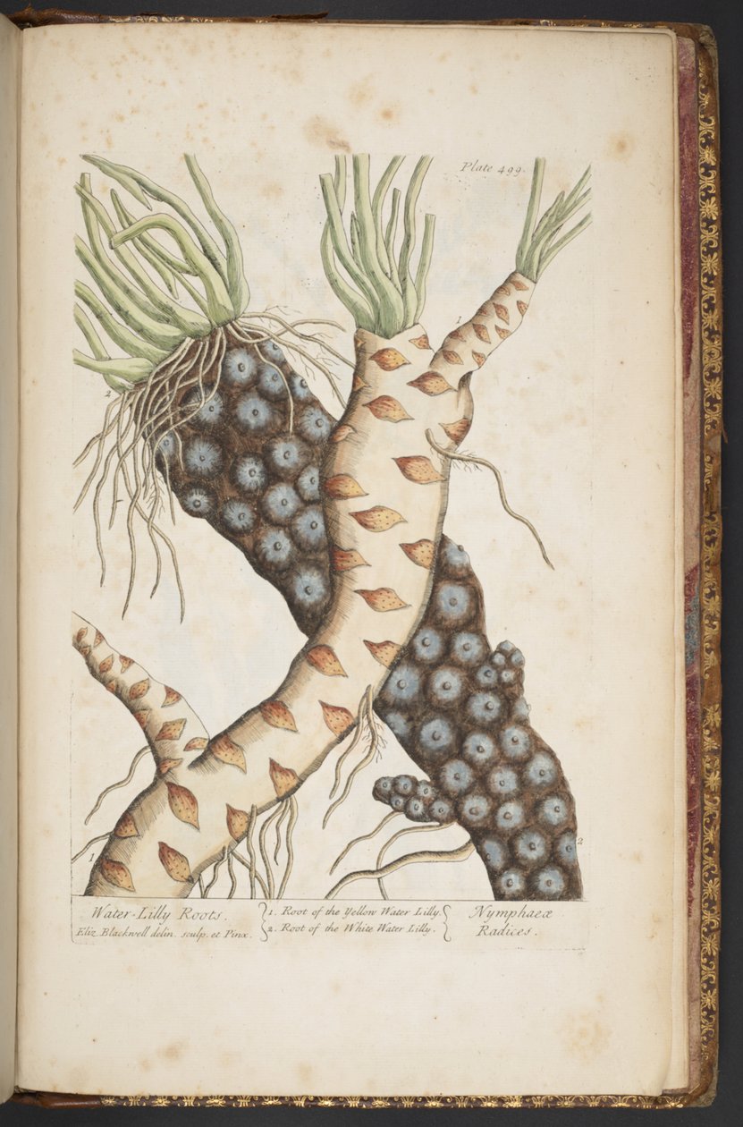 Tavola 498, da 