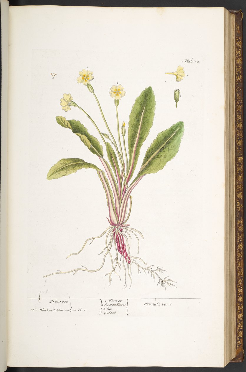 Tavola 52, Primula, da 