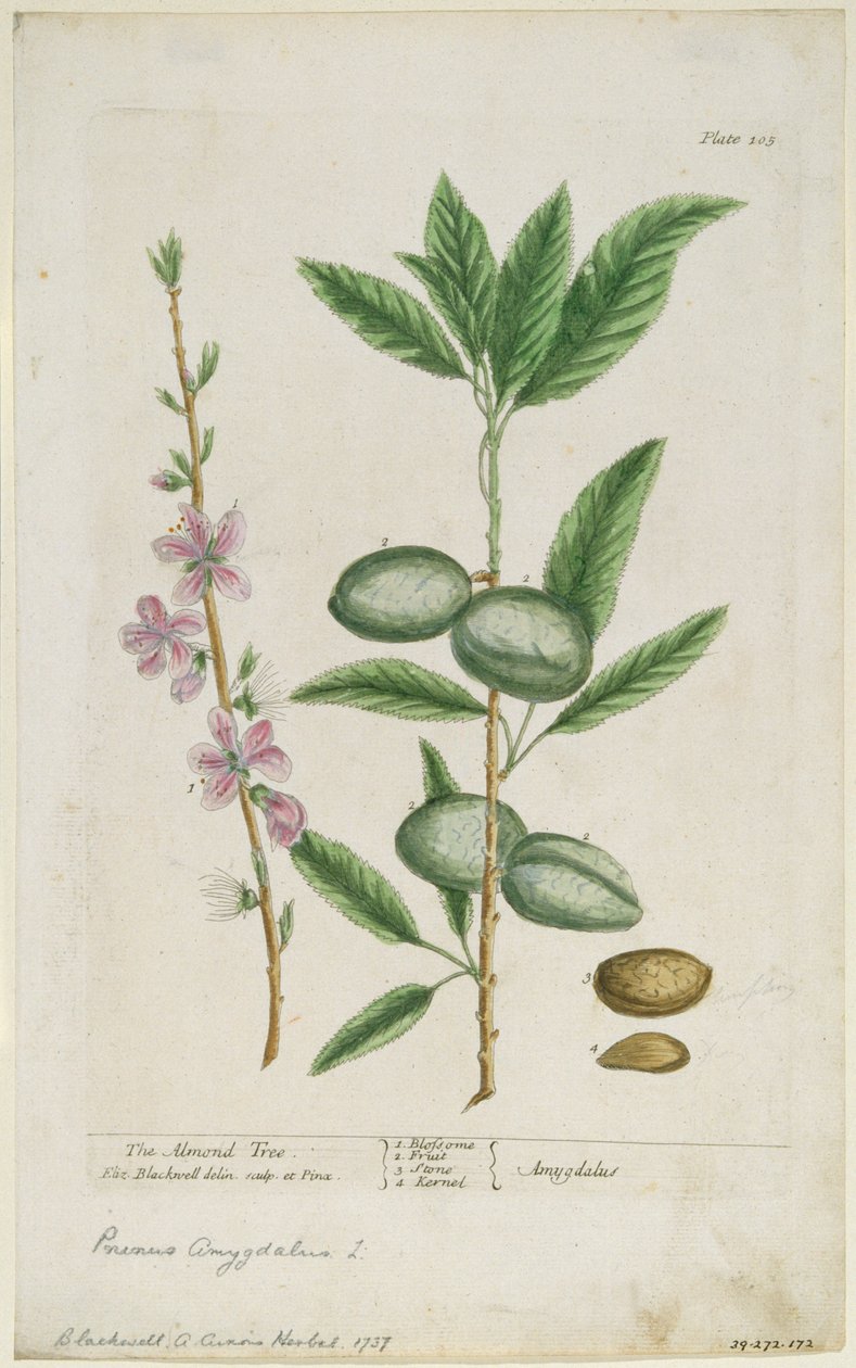 Prunus amygdalis dulcis. Mandorlo dolce, 1737 da Elizabeth Blackwell