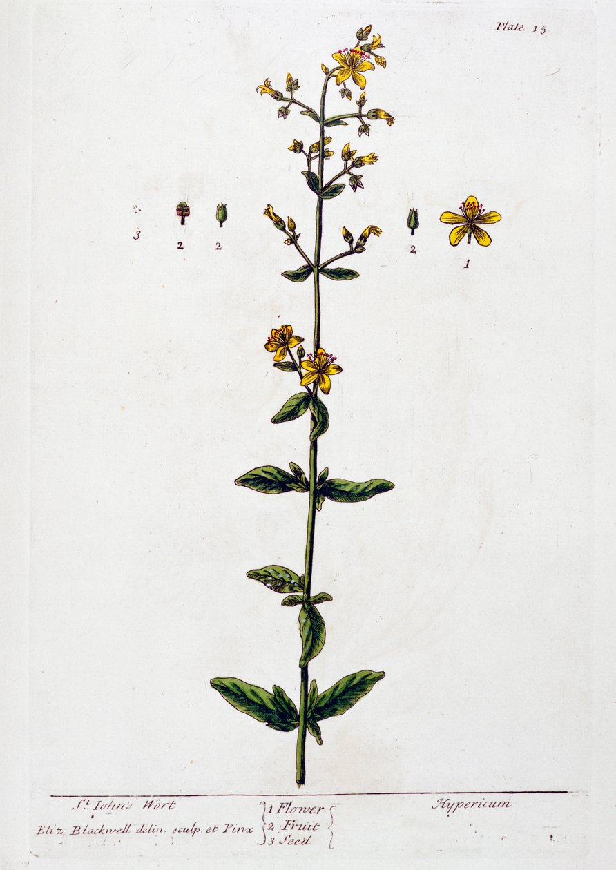 Erba di San Giovanni, 1782 da Elizabeth Blackwell