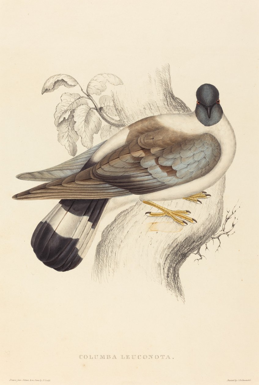 Columba Leuconota (Piccione delle nevi) da Elizabeth Gould
