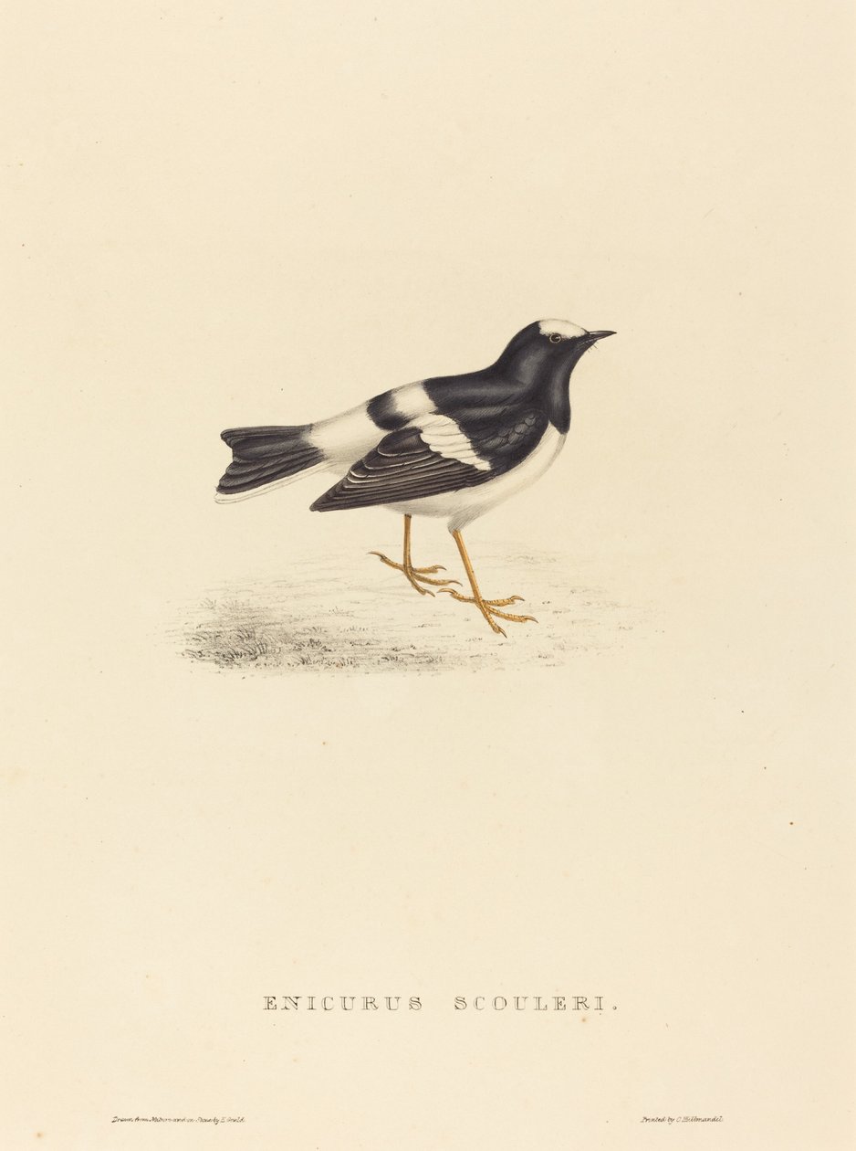 Enicurus Scouleri (Piccola coda biforcuta) da Elizabeth Gould