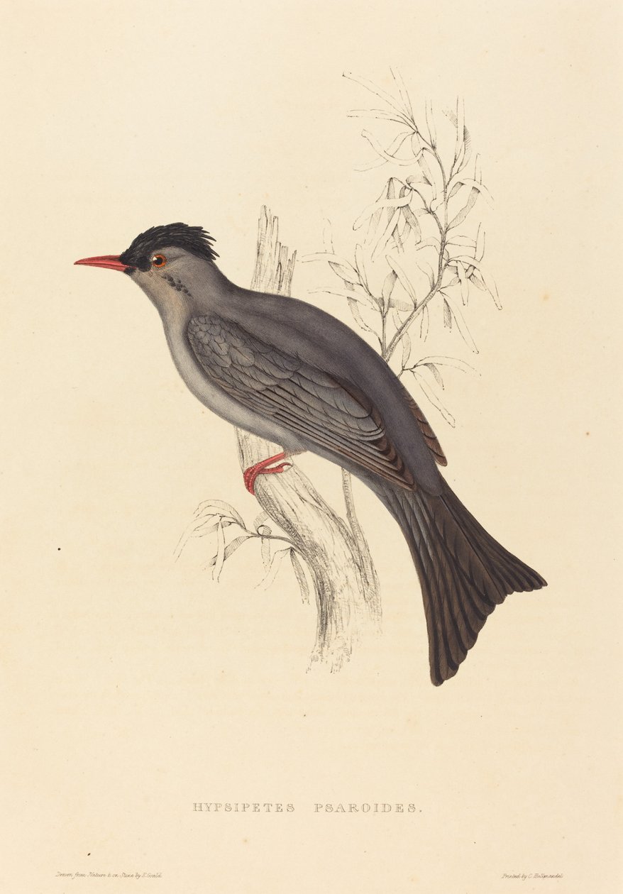 Hypsipetes Psaroides (Bulbul Nero) da Elizabeth Gould