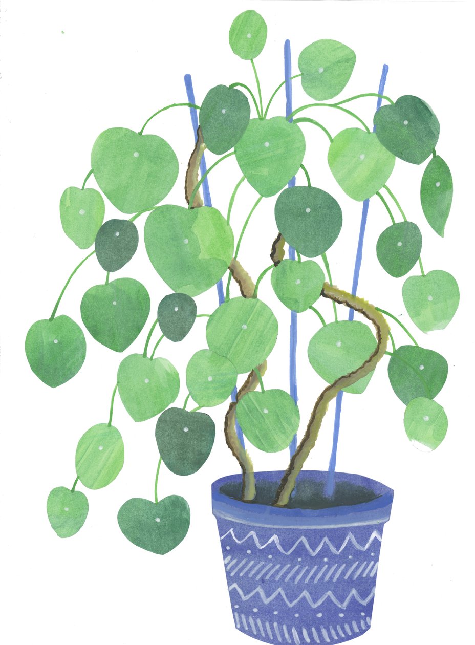 Pianta di Pilea, 2017 (acquerello e collage) da Elizabeth Rider
