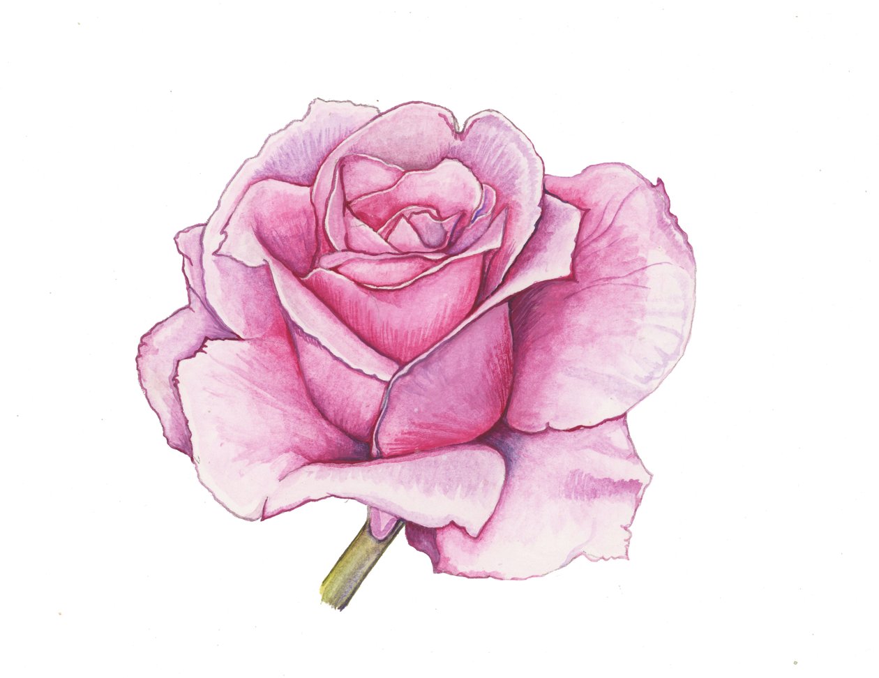 Rosa rosa, 2012 (acquerello) da Elizabeth Rider