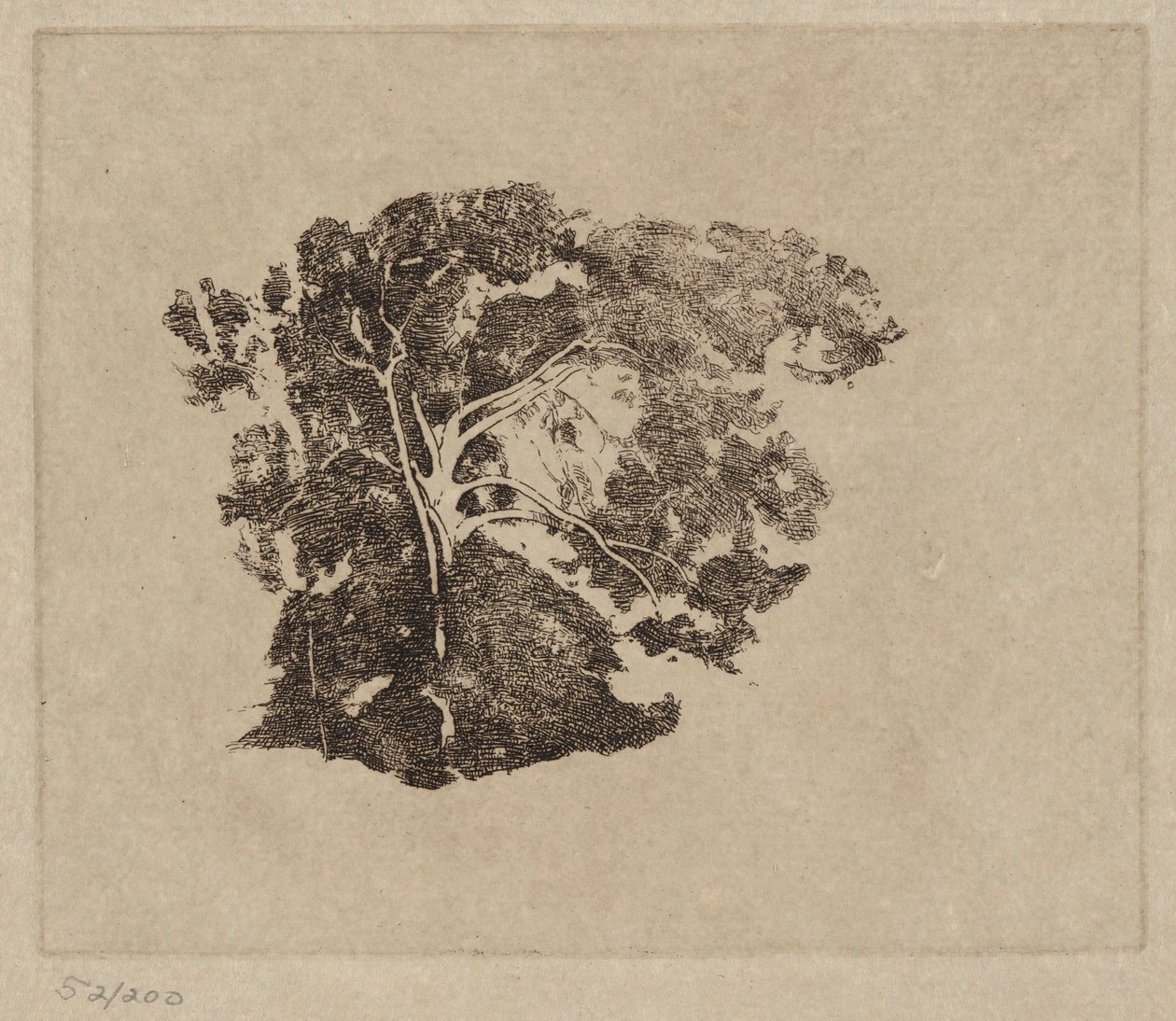 Studio di un albero da Emil Carlsen