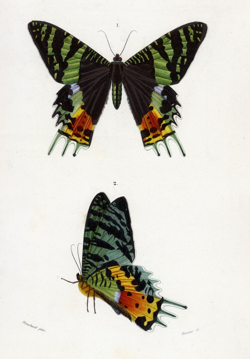 Urania Riphaeus, 1869 (incisione colorata a mano) da Emile Theophile Blanchard