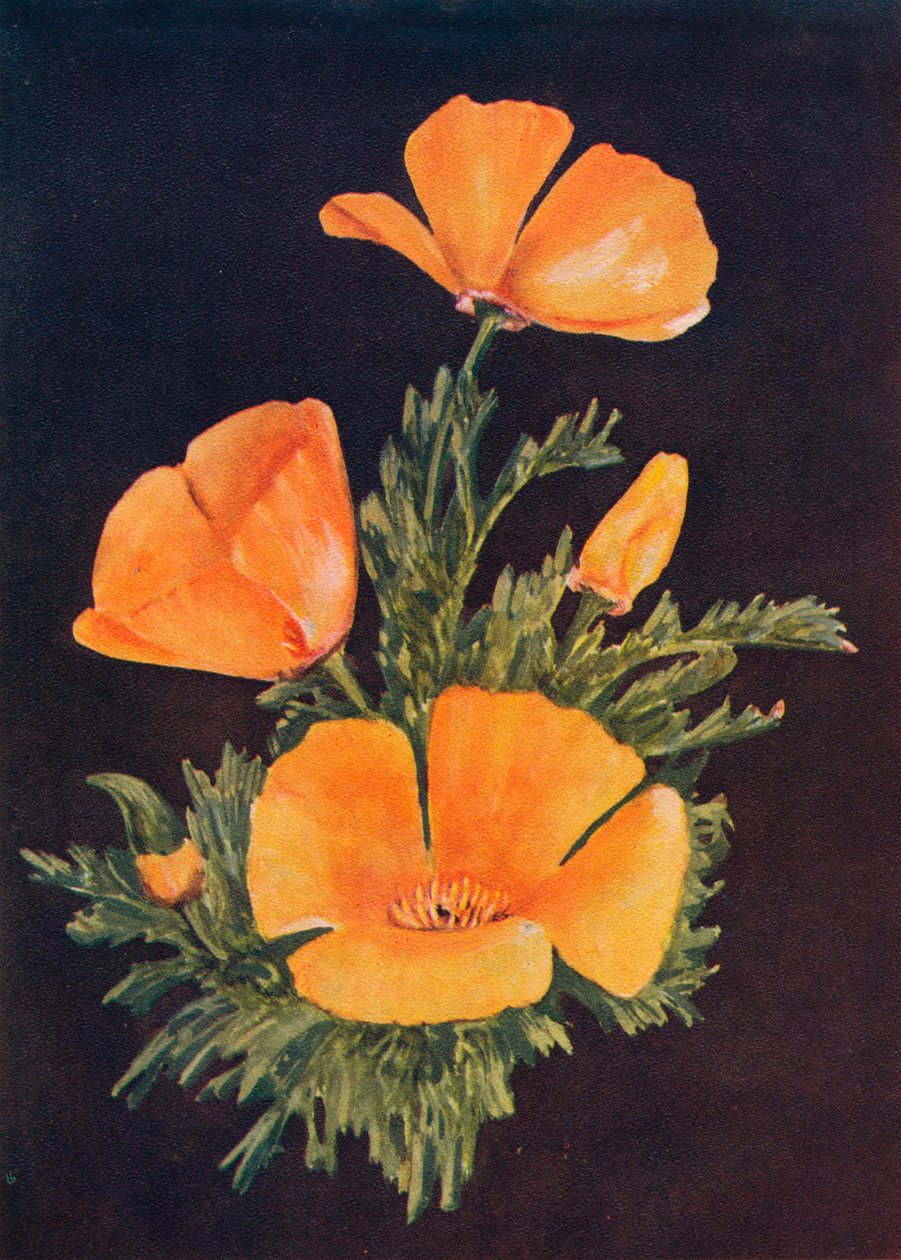 Papavero della California, c1915 da Emma Graham Clock