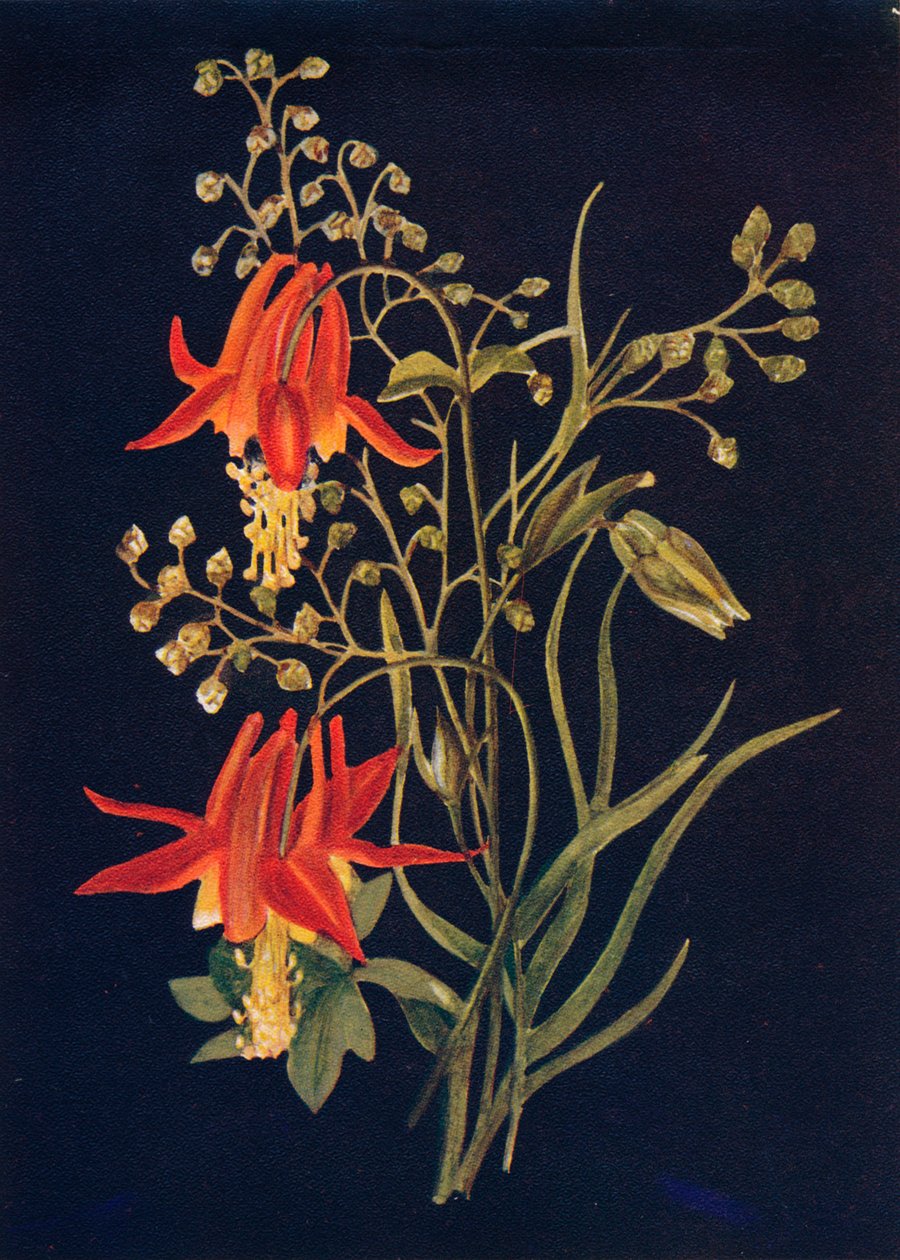 Colombina, c. 1915 da Emma Graham Clock