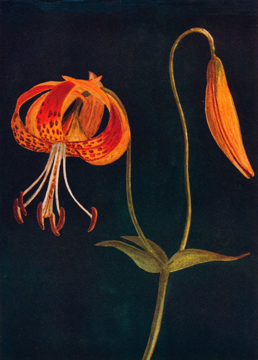 Giglio Leopardo, c1915, 1915 da Emma Graham Clock