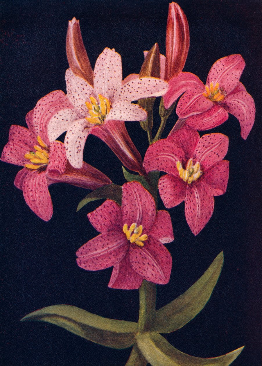 Ruby Lily, c1915 da Emma Graham Clock