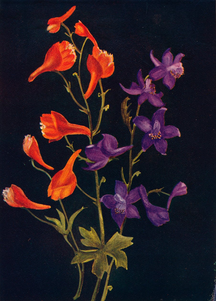 Speronella scarlatta e blu, c1915, 1915 da Emma Graham Clock