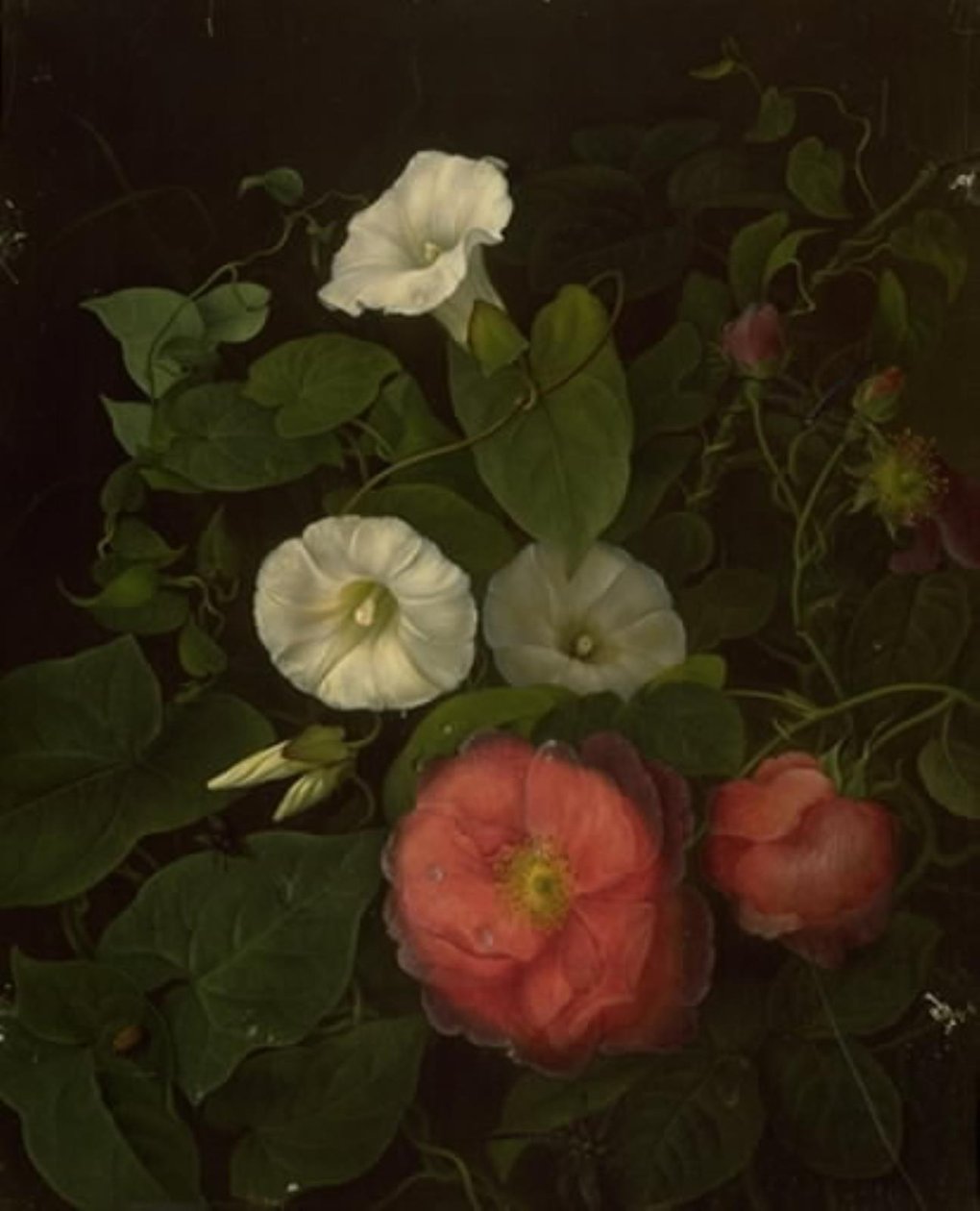 Rose ed epomenea da Emma Thomsen