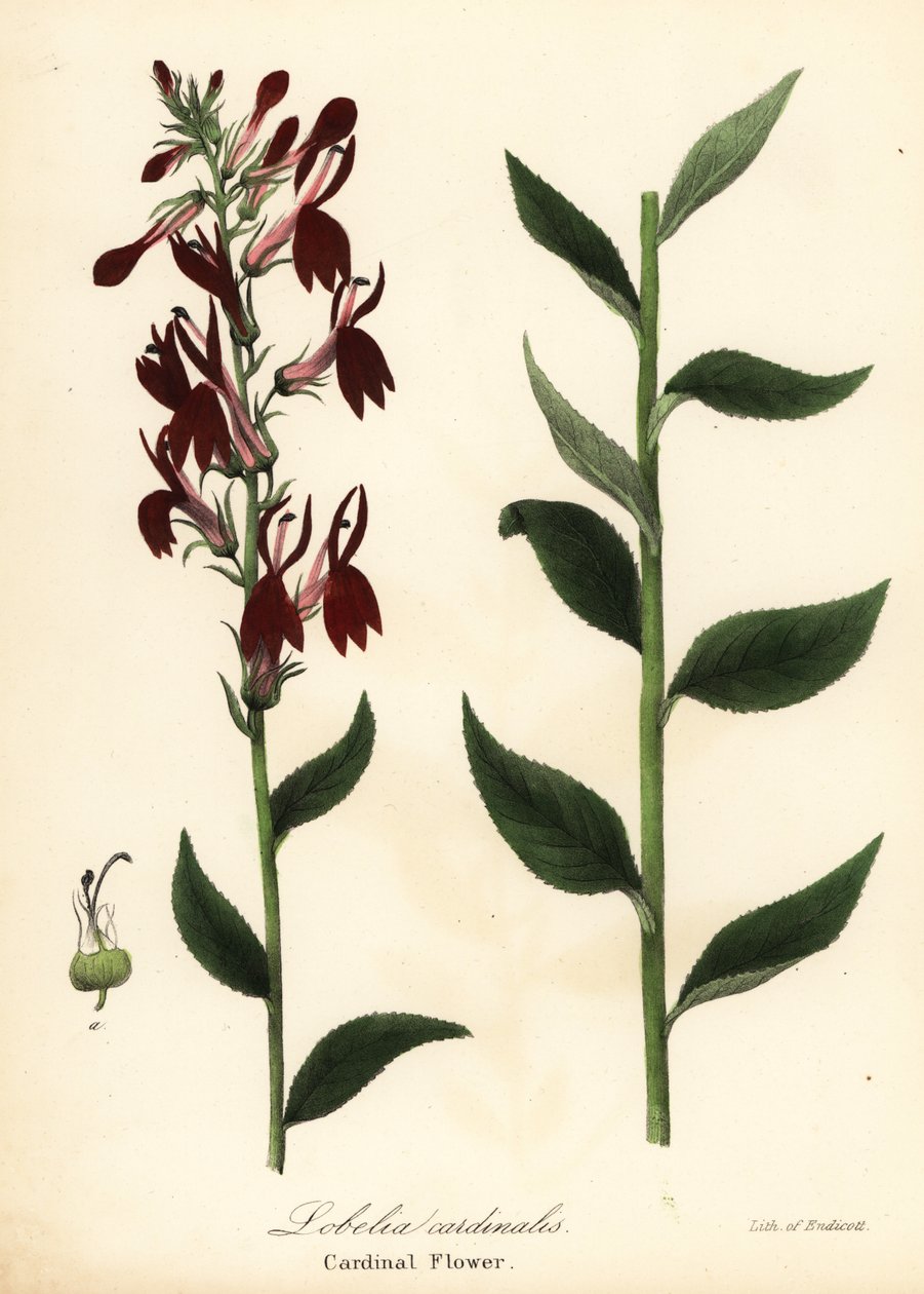 Lobelia cardinalis da Endicott Endicott