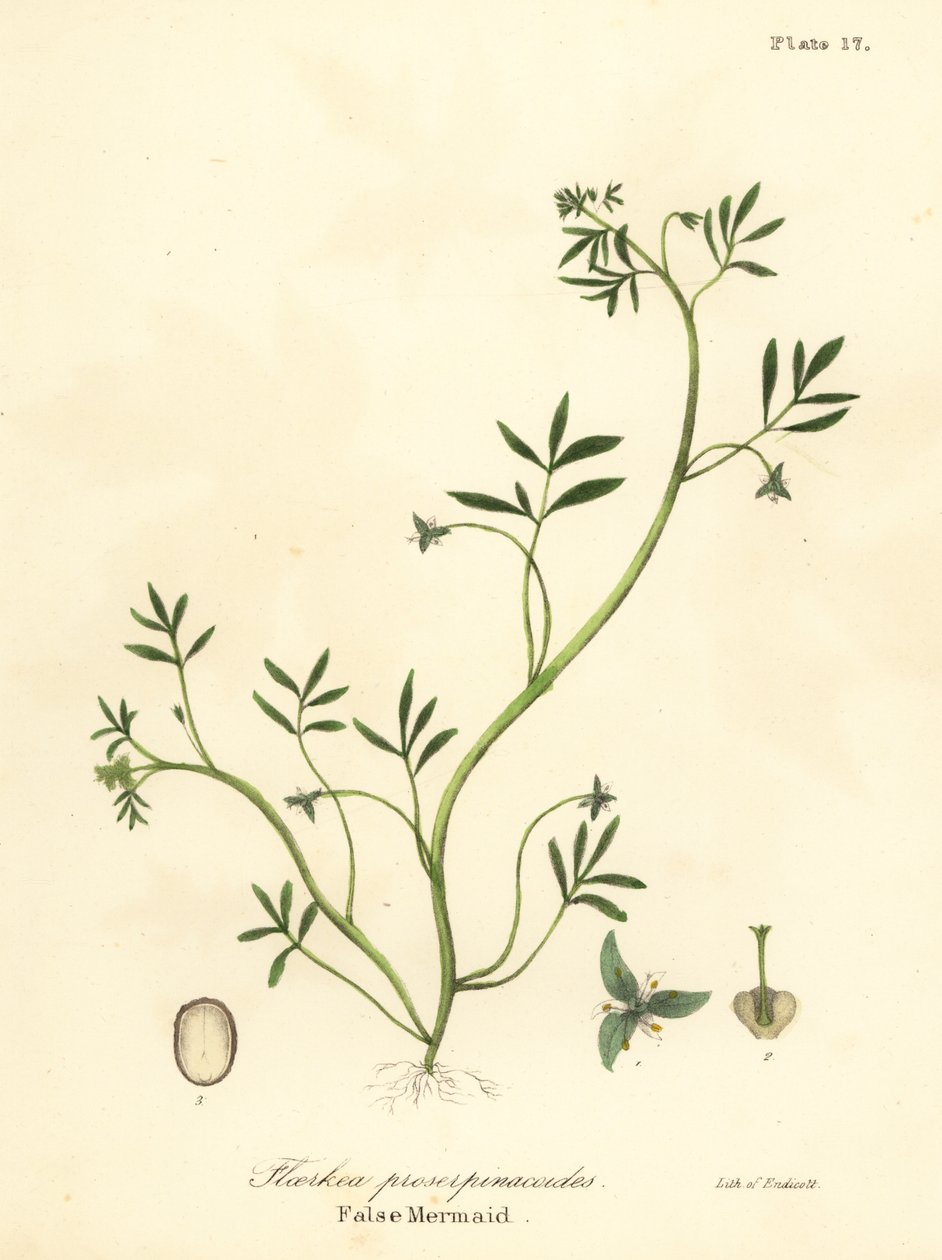 Sirena falsa, Floerkea proserpinacoides da Endicott Endicott