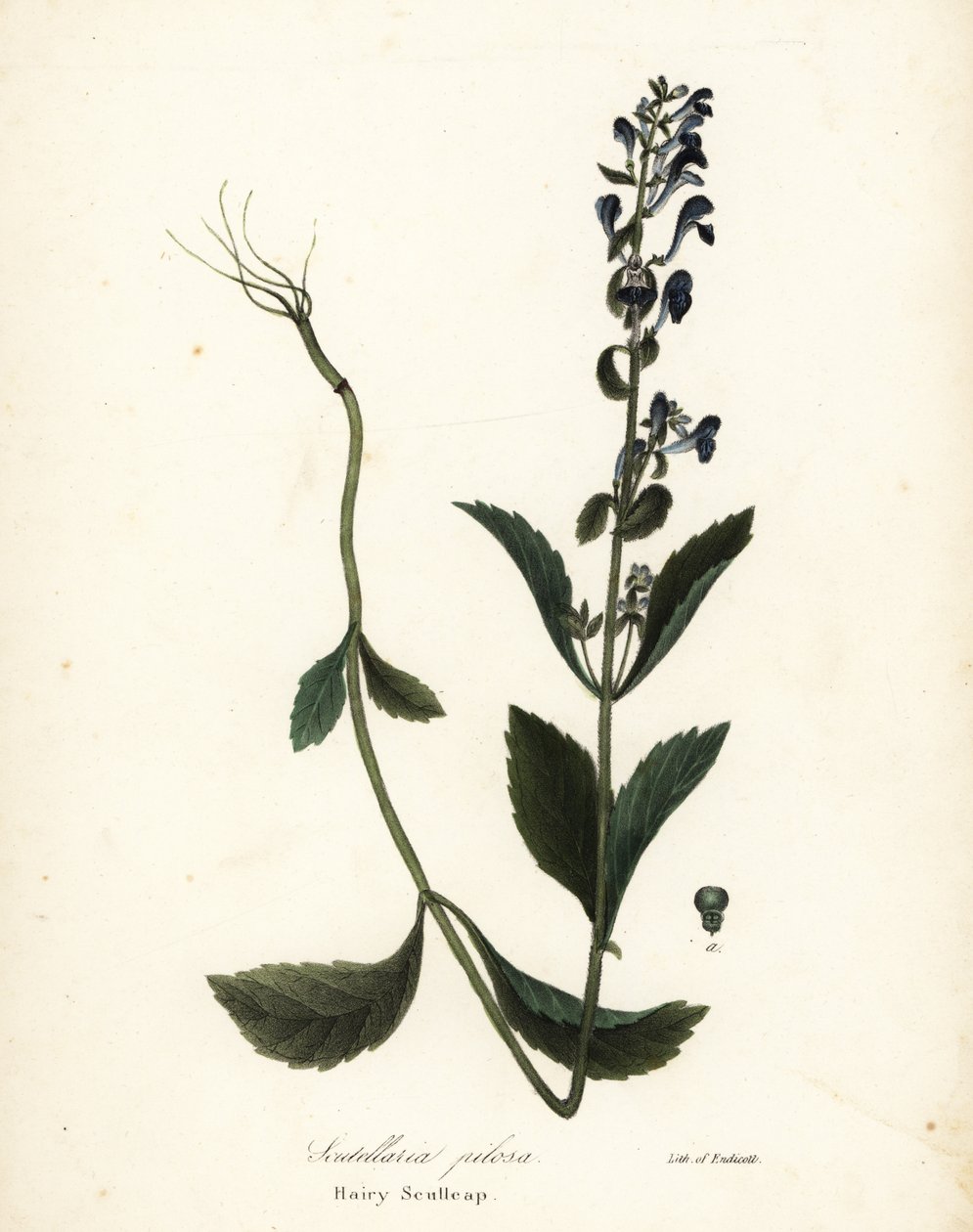 Scutellaria pilosa da Endicott Endicott