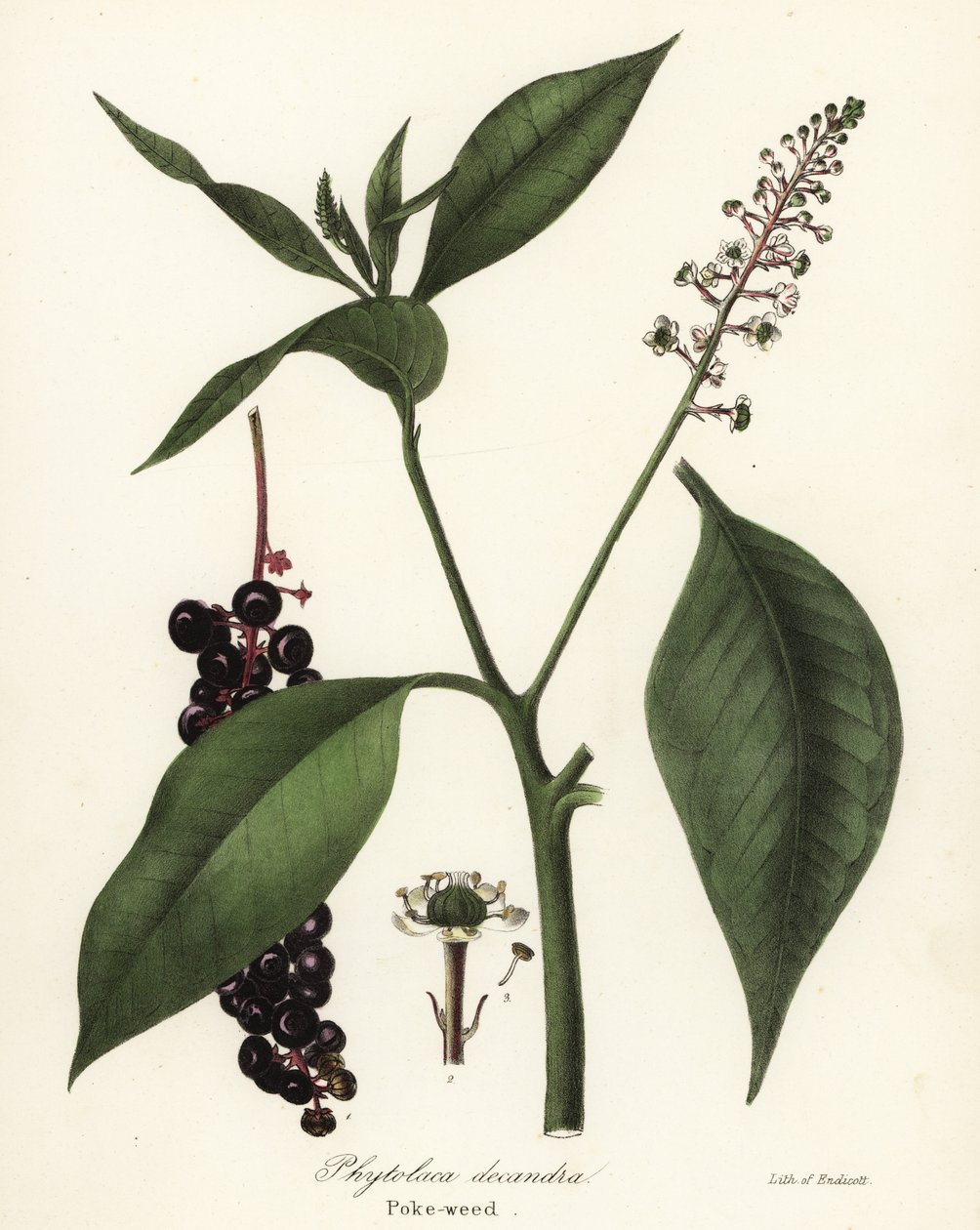 Phytolacca americana da Endicott Endicott
