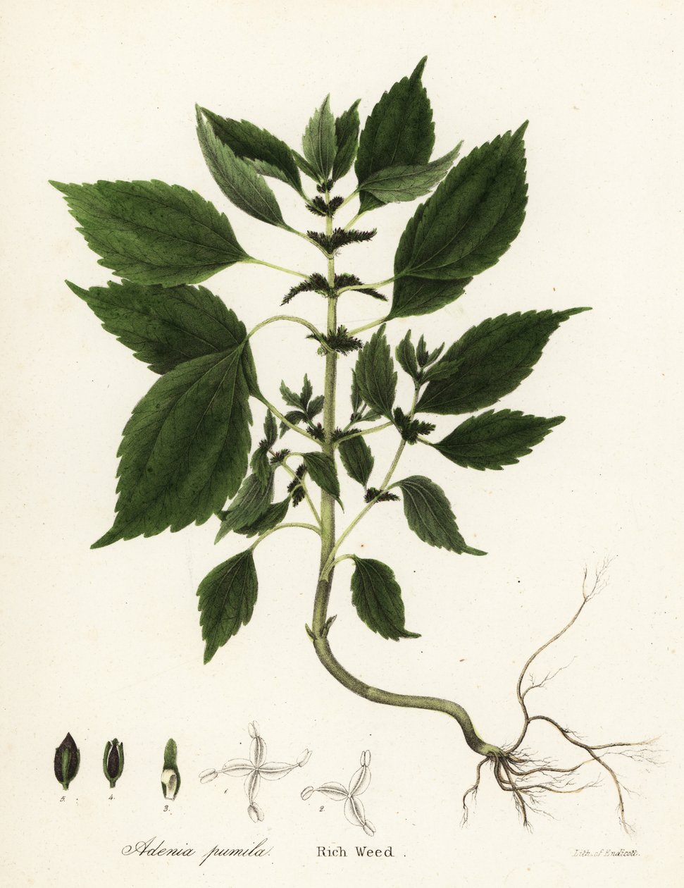Erba ricca, Adenia pumila da Endicott Endicott