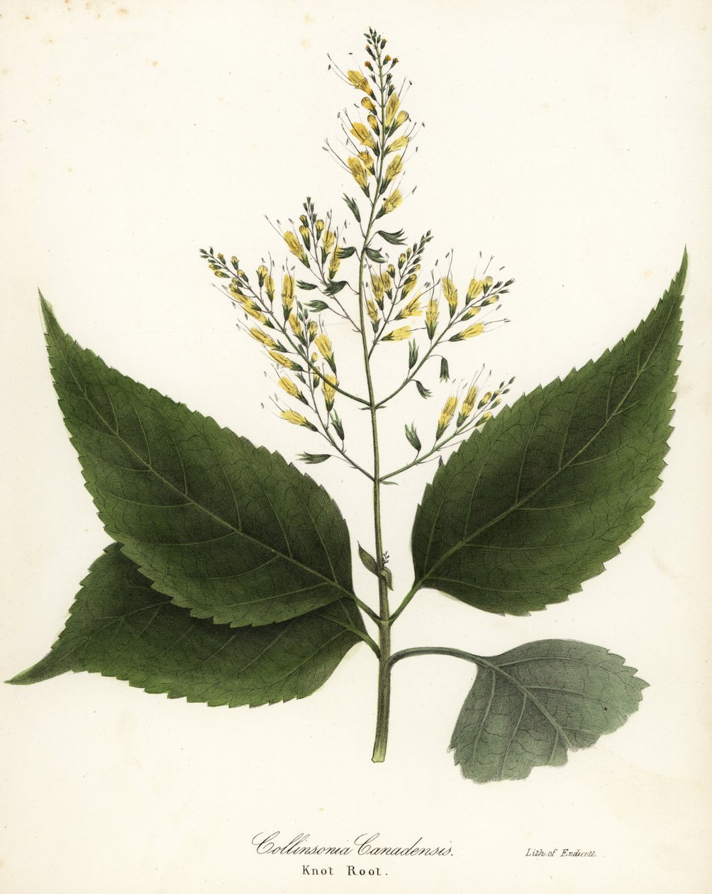 Collinsonia canadensis da Endicott Endicott