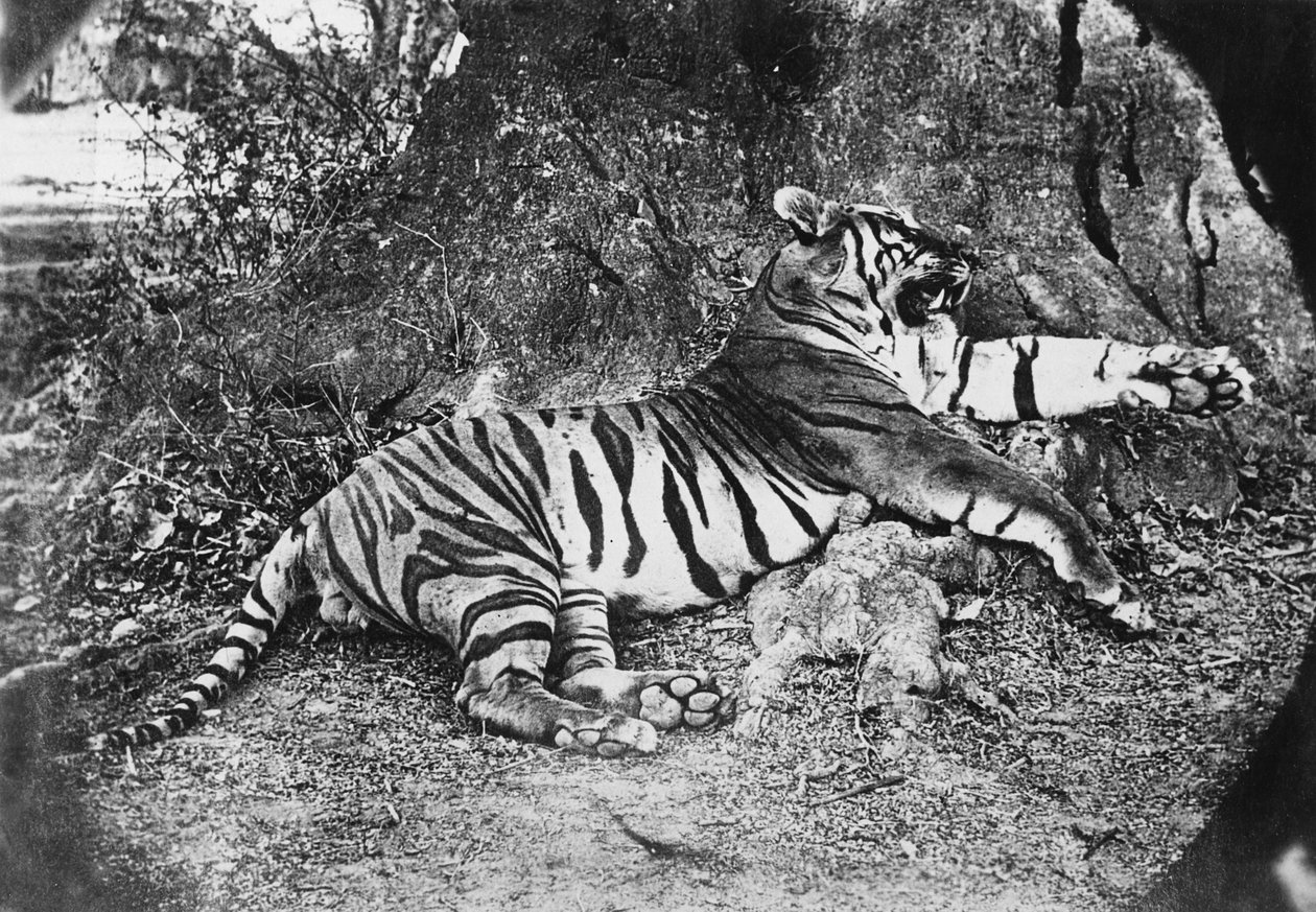 Tigre, c.1870 da English Photographer
