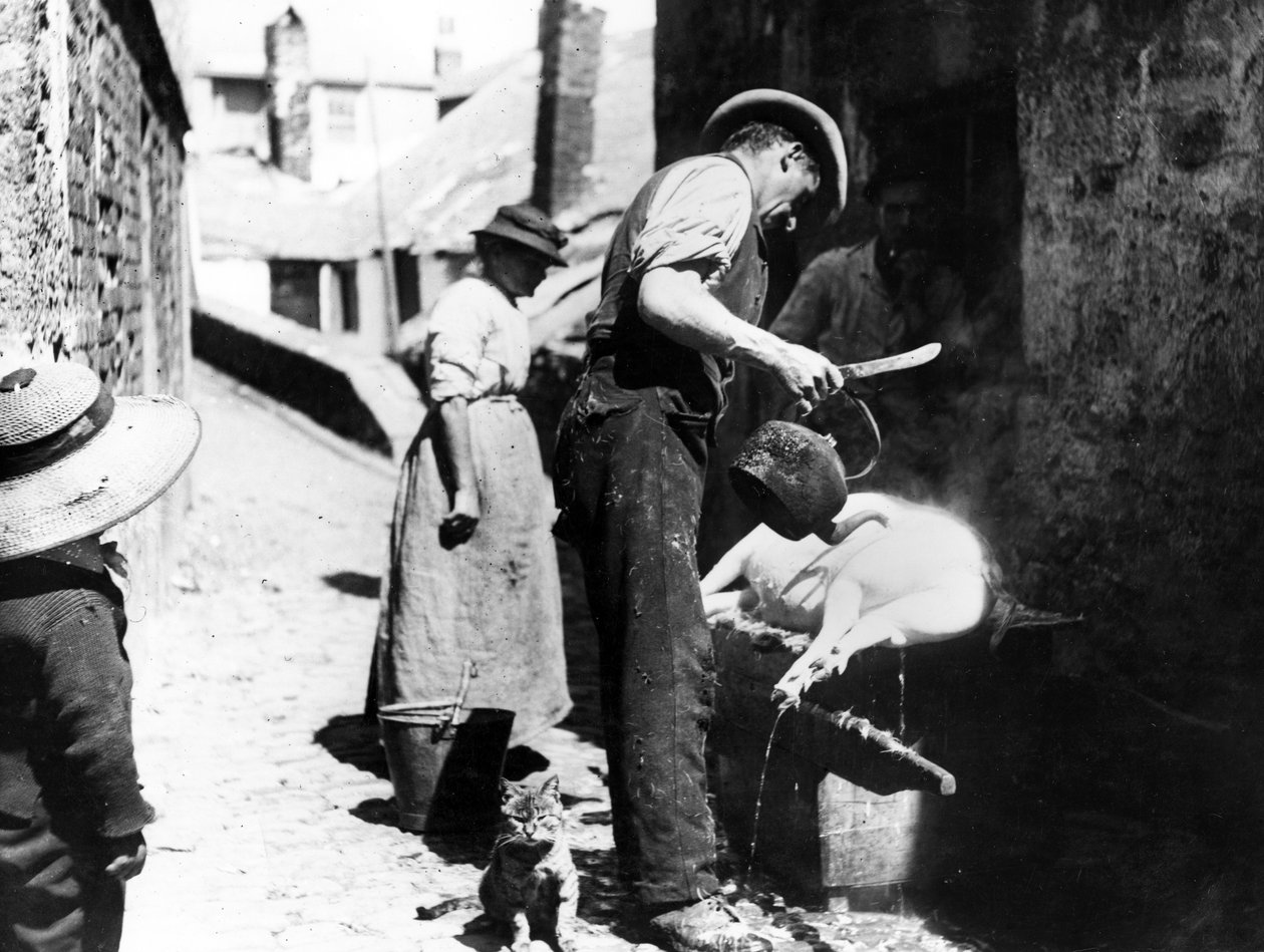 William Stevens scuoia il maiale vicino a Norway Lane, St Ives, c.1880-99 da English Photographer