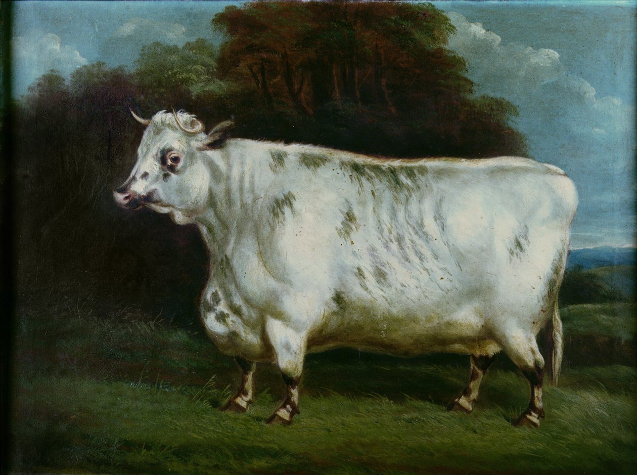 Una mucca shorthorn da English School