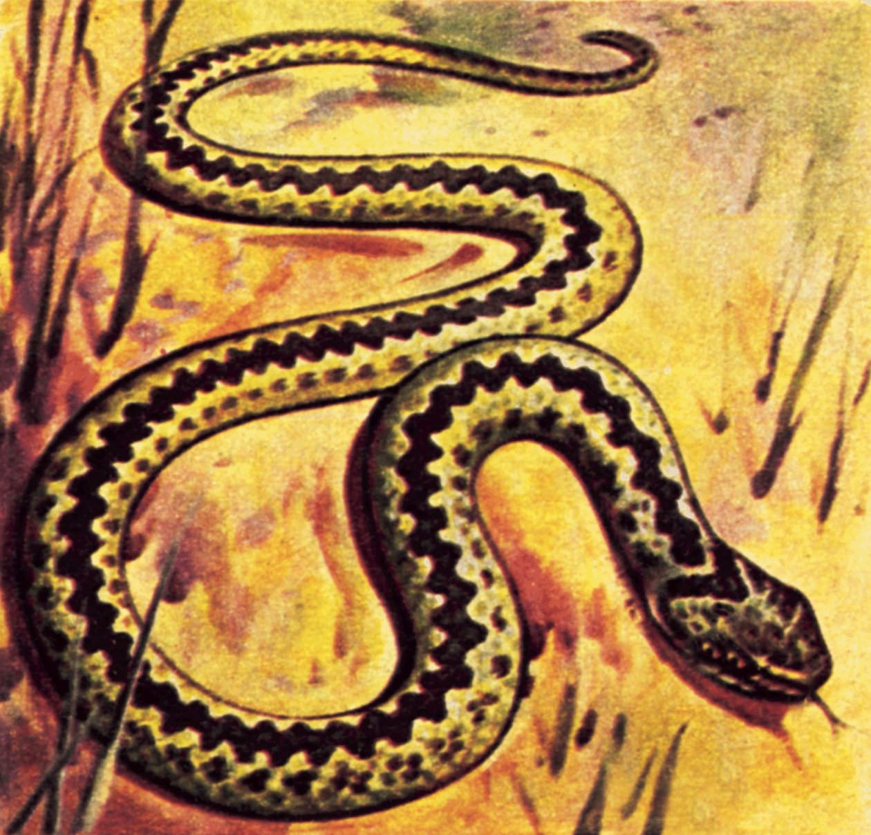 Vipera da English School