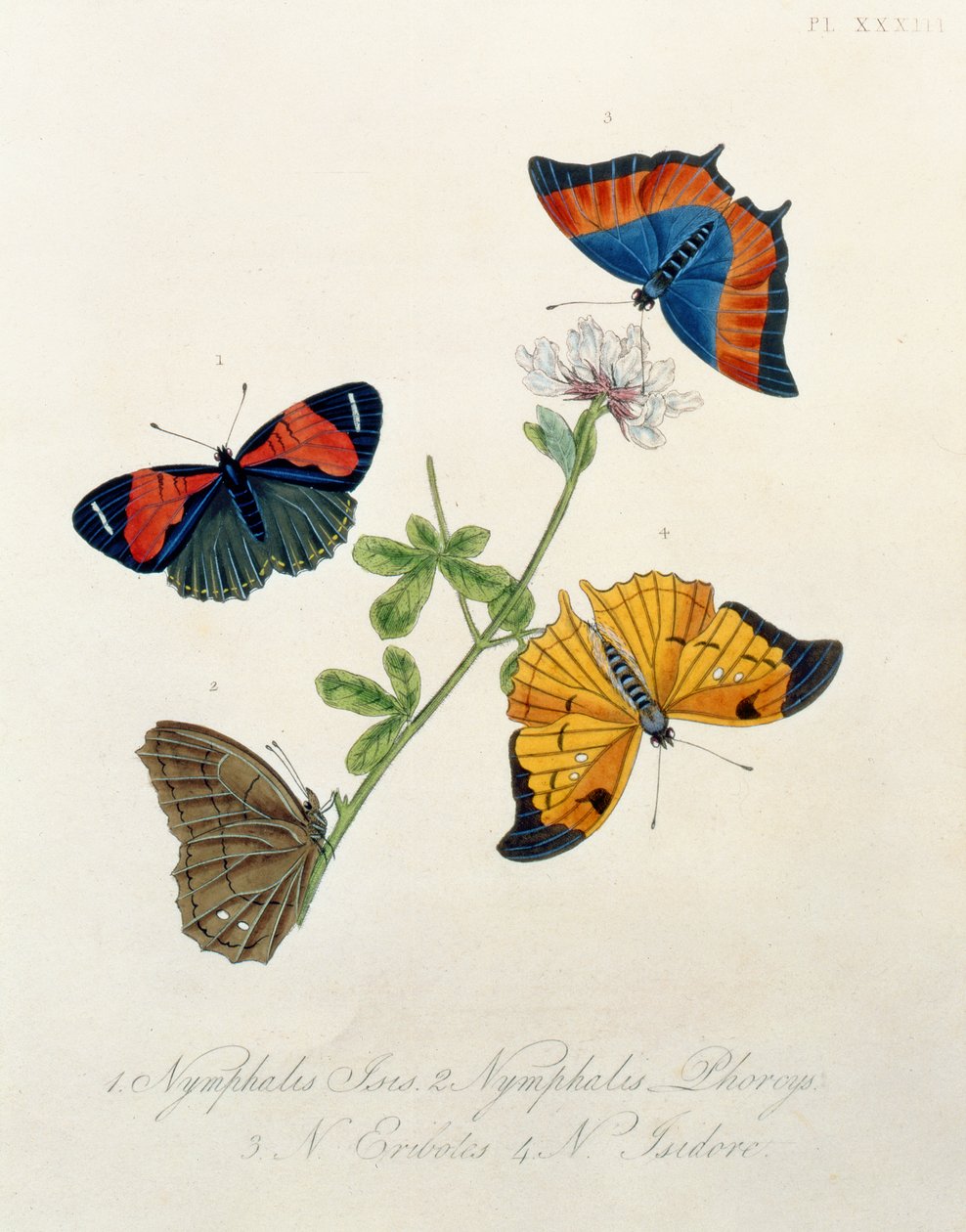 Farfalle, da Insetti dell